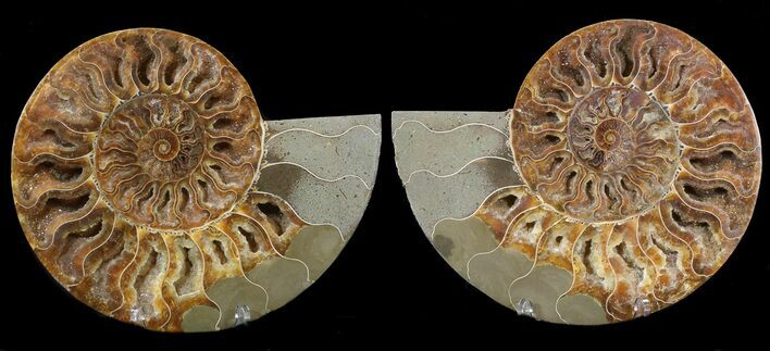 Cut & Polished Ammonite Fossil - Agatized #39494